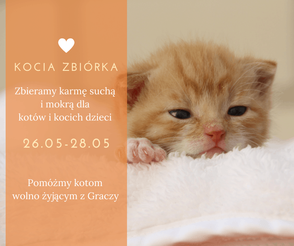 Zbiórka karmy dla kotów