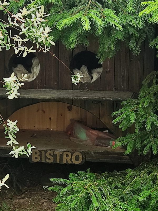 aviary-image-1686564423316